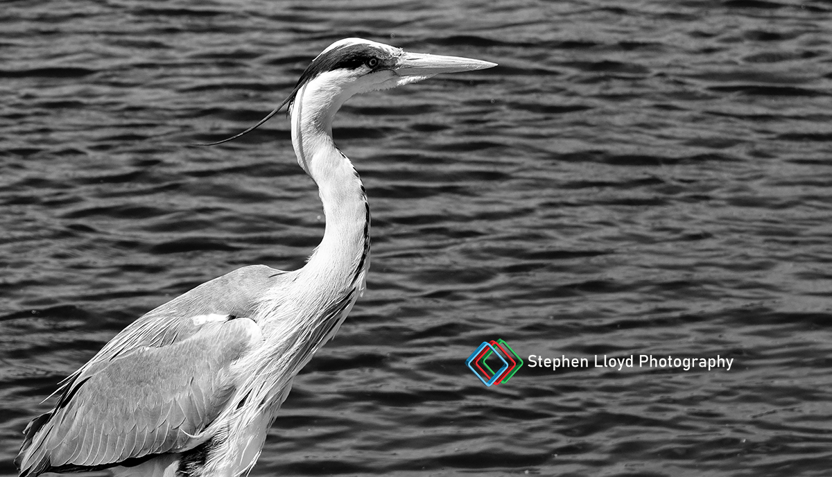 Black and white Heron